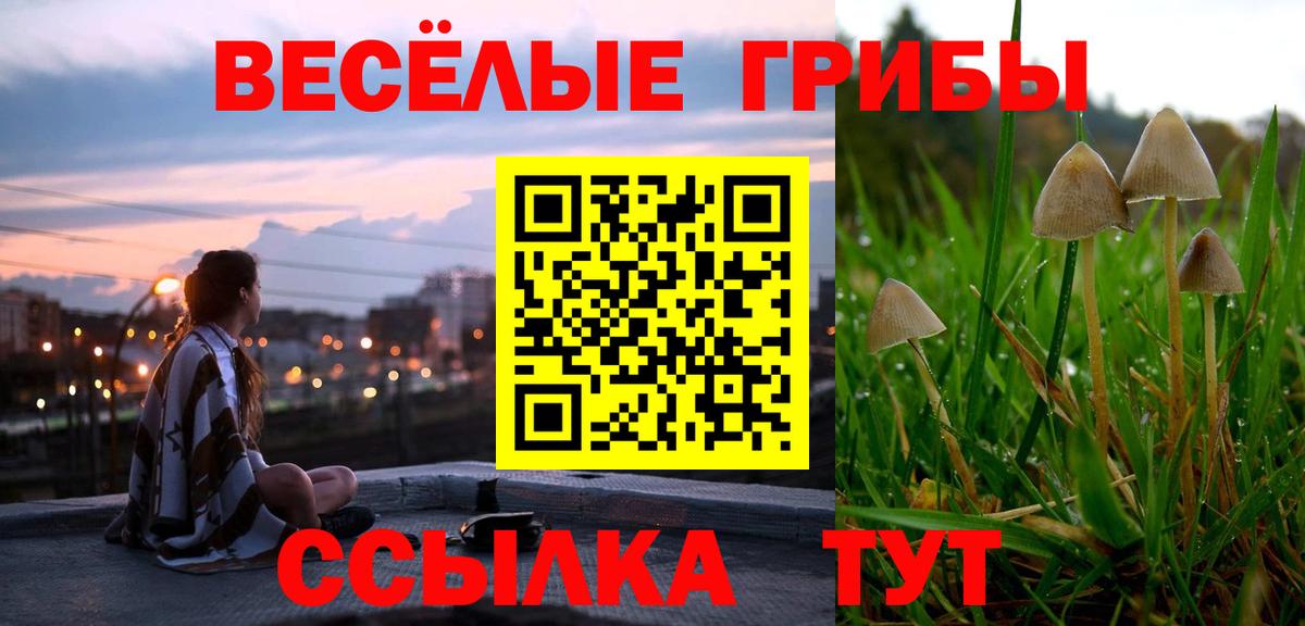 Псилоцибиновые грибы Psilocybe Гурьевск
